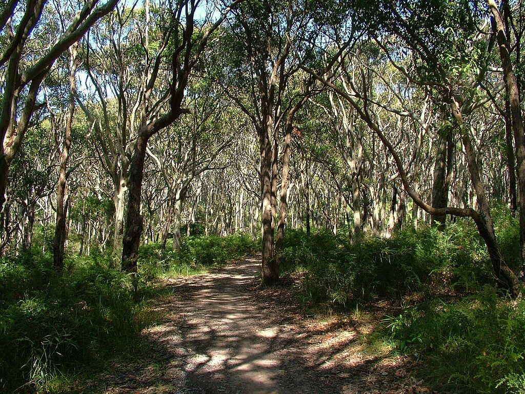 Trees at Glenrock state conservation area