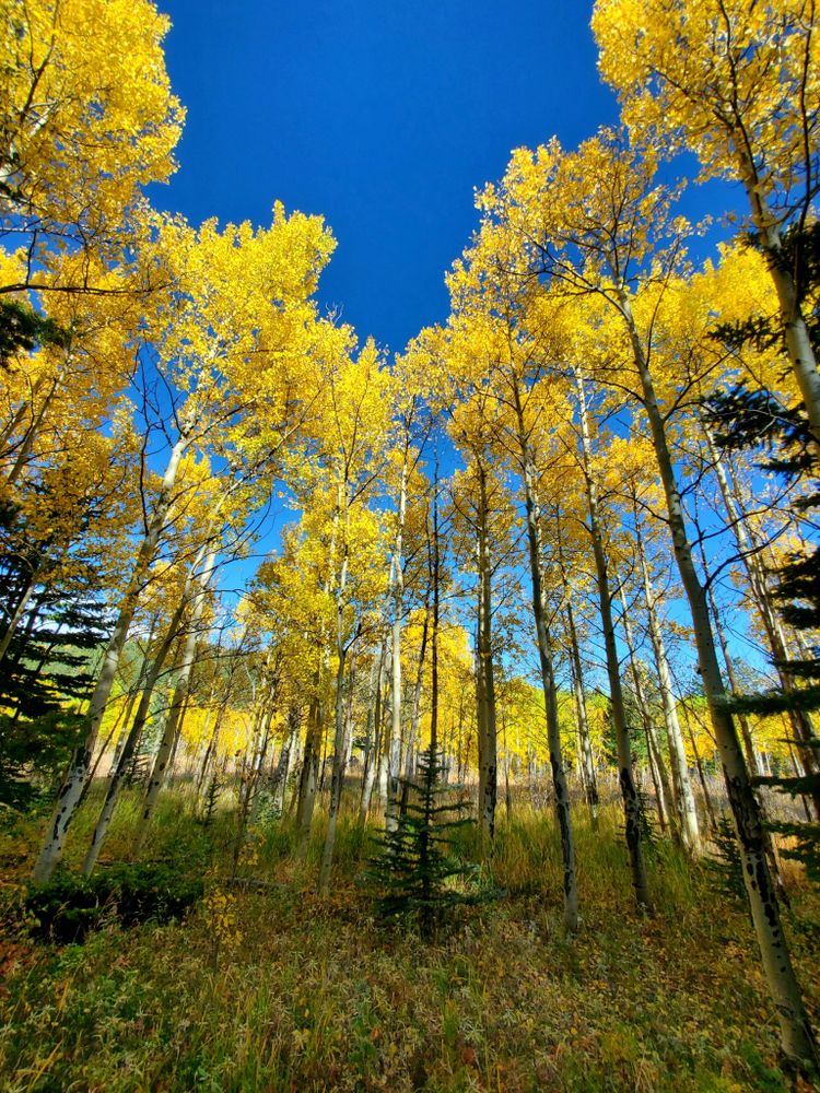 Tall trees at Golden Gate Canyon State Park