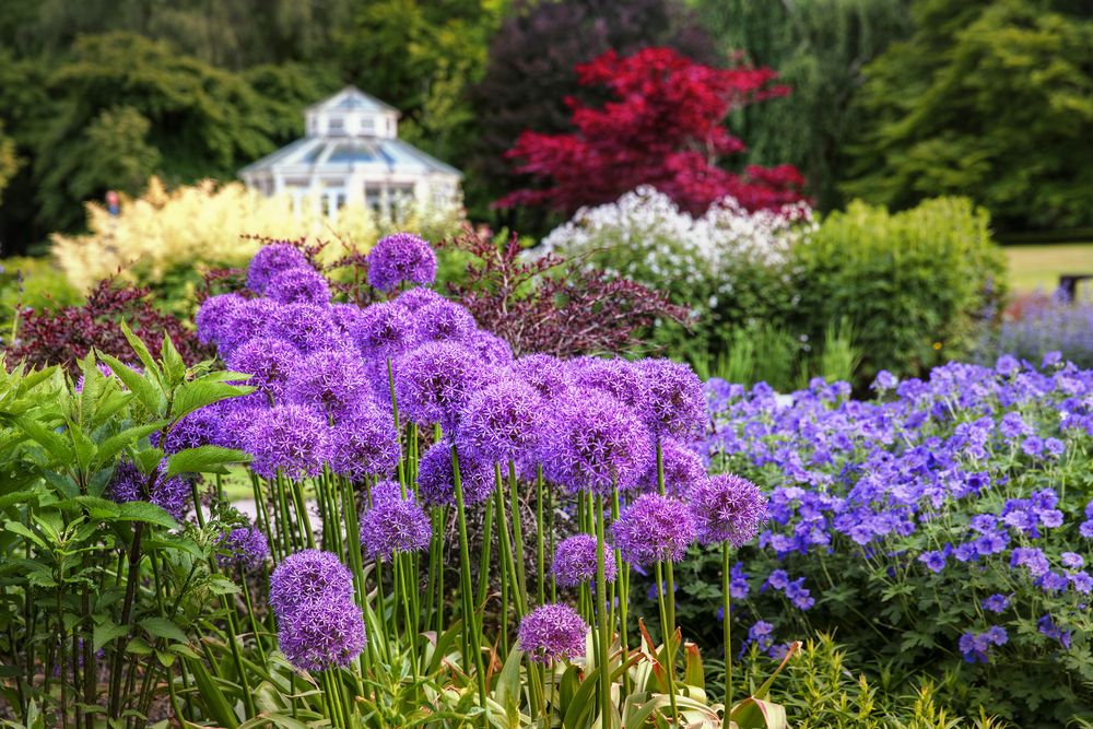Beautiful flowers of Gothenburg Botanical Garden