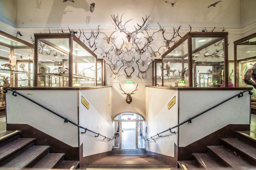 Interior of Gothenburg Natural History Museum