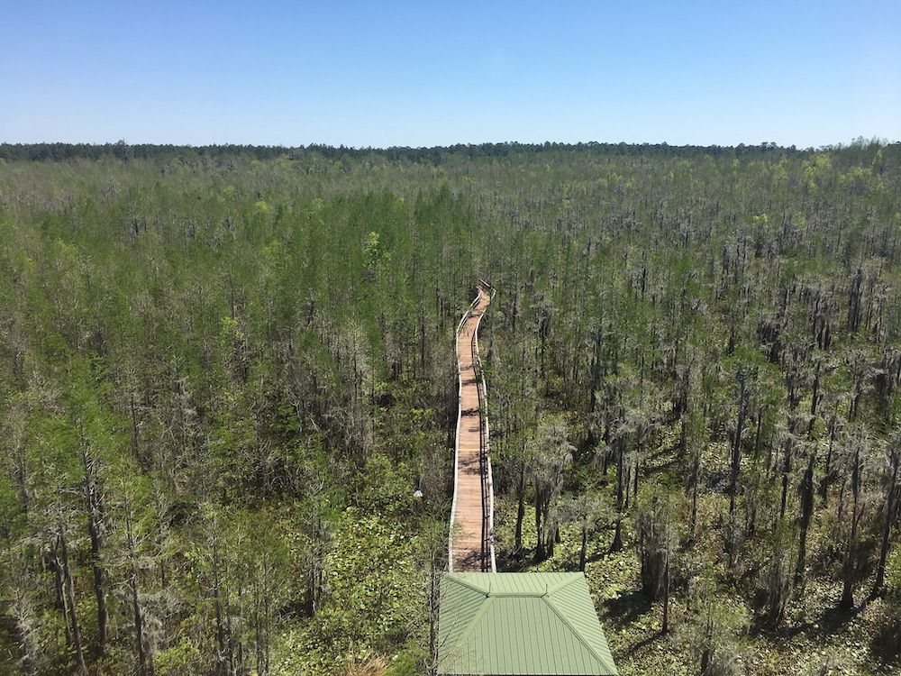 Aerial view of Grand Bay Wildlife Management Area