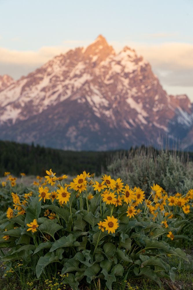 Beautiful sunflowers on the foot of the Grand Teton Mountain