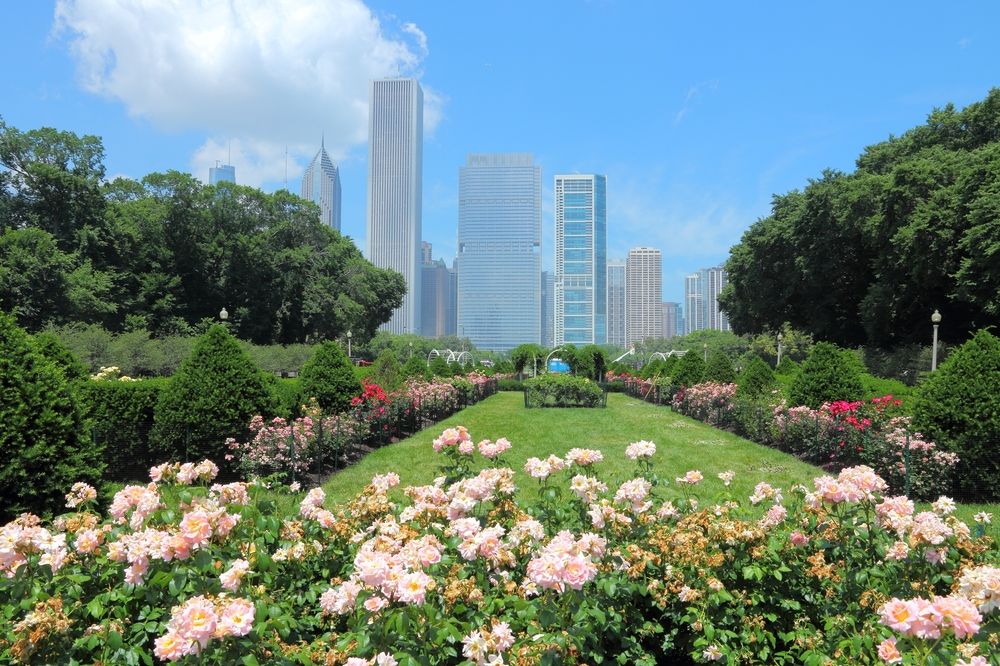 Rose garden at Grant Park