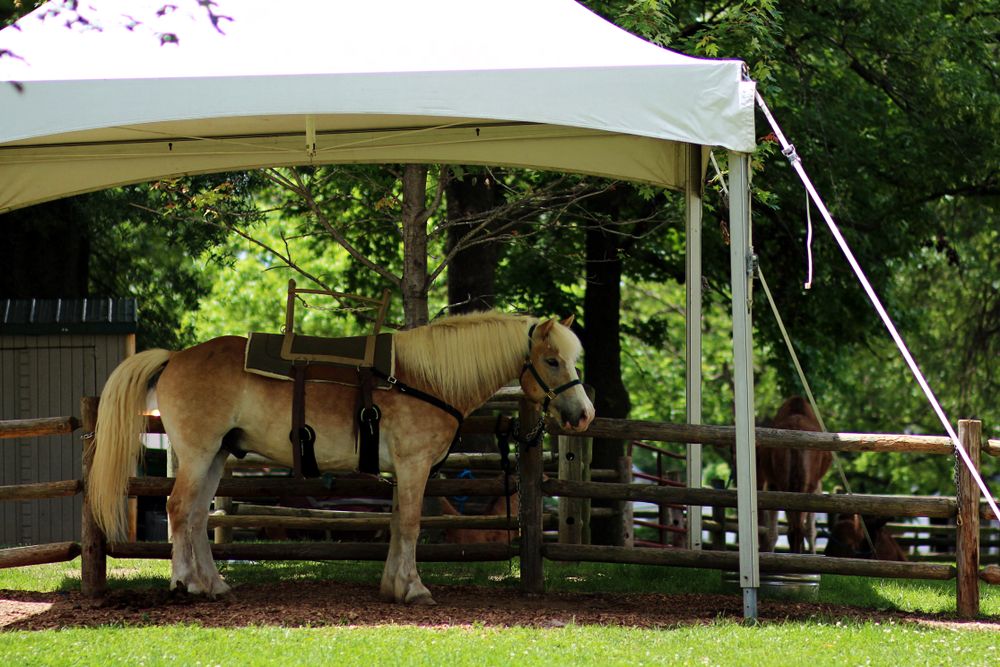 Horse at the Grant's Farm