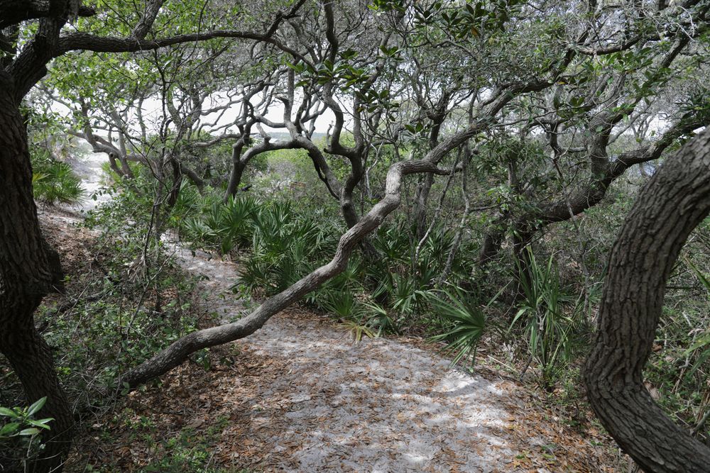 Nature trail at Grayton Beach State Park