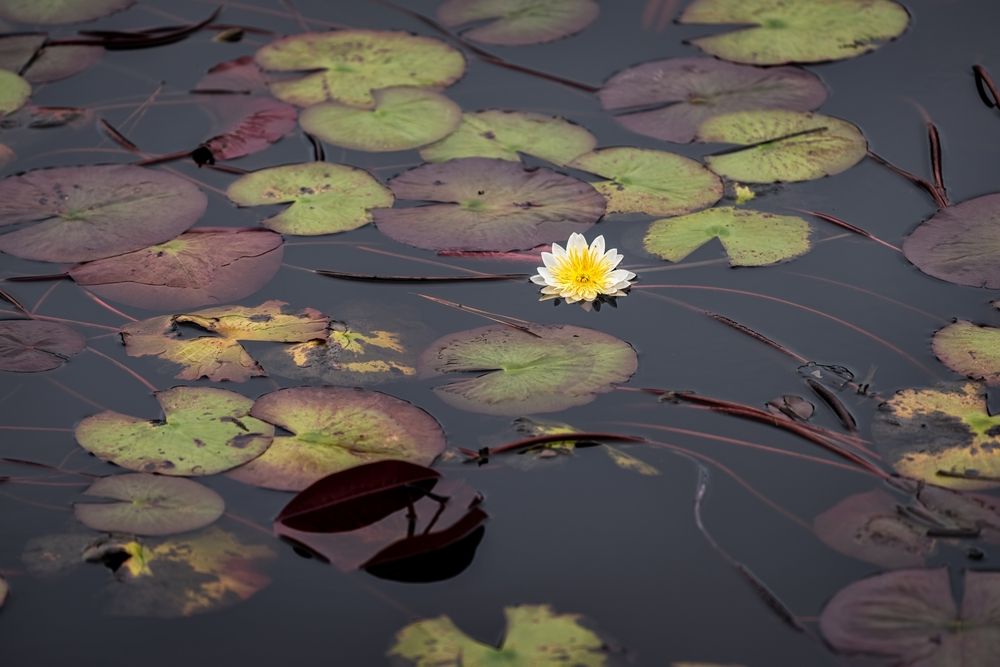 Lilly pad filled pond at Grayton Beach State Park