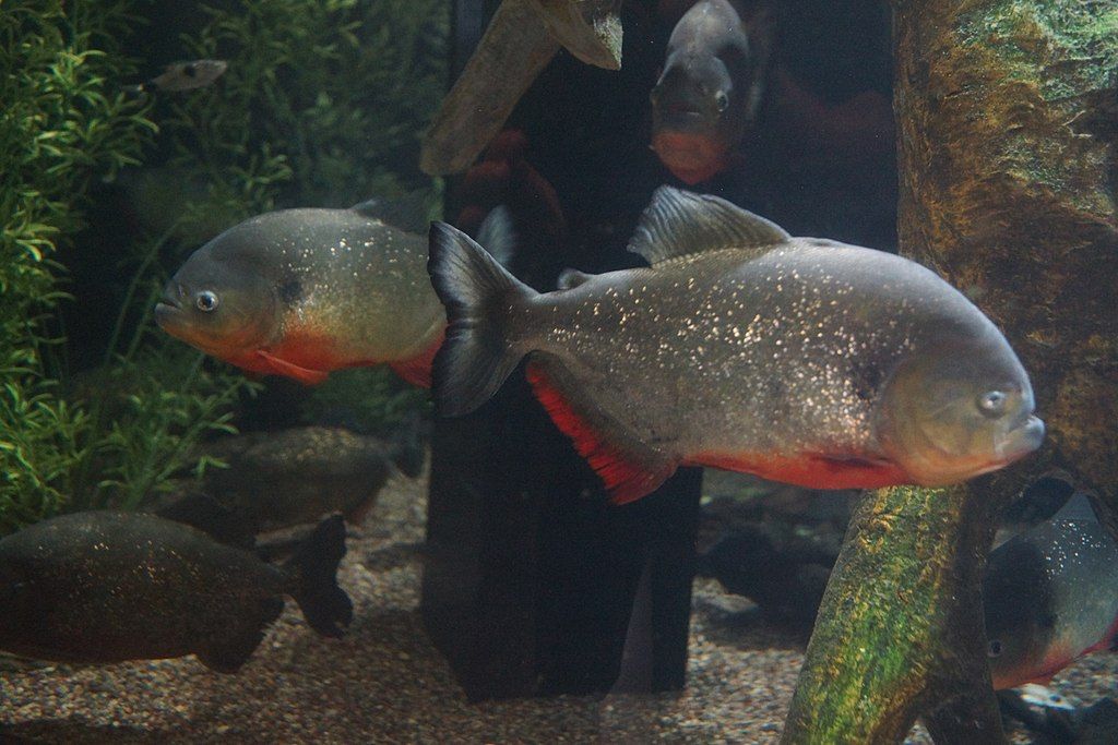 Fishes at Great Lakes Aquarium