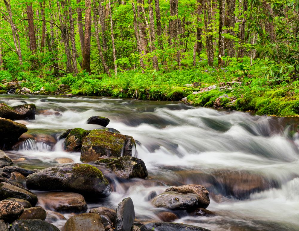 Stream at Great Smokey Mountains National Park