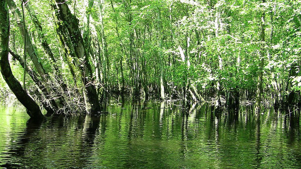 View of Great Egg Harbor River