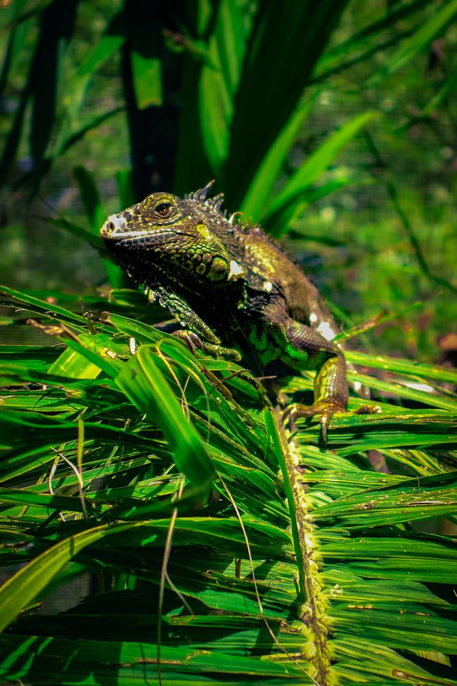 Green Iguana Conservation Project