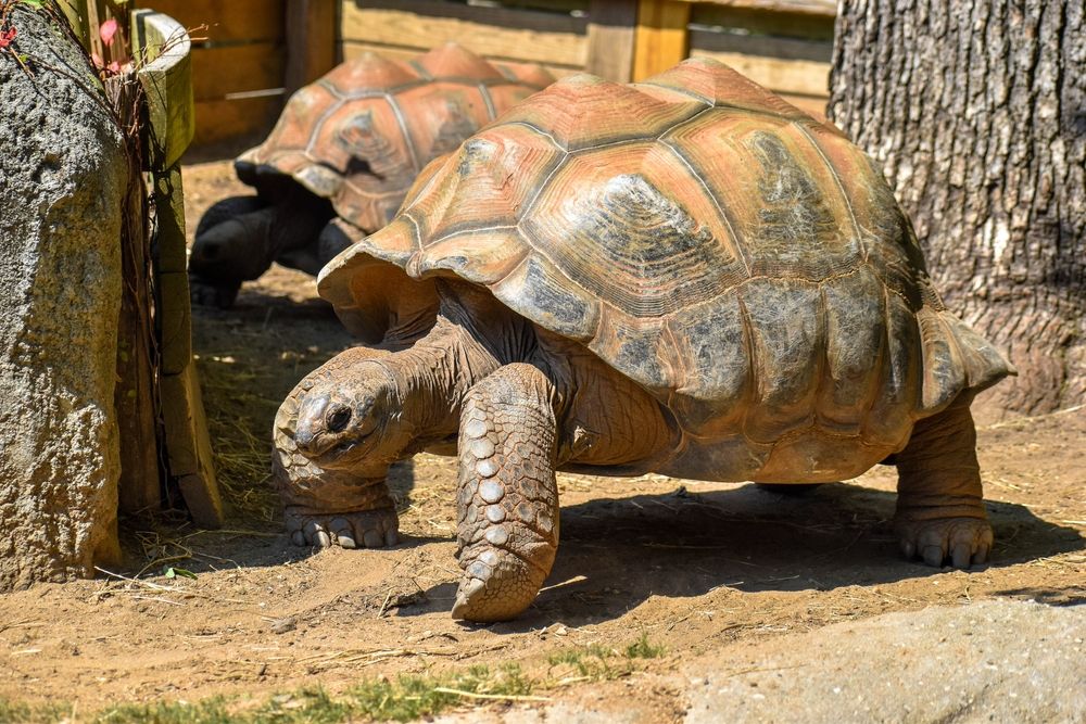 A giant tortoise at Greensboro Science Center