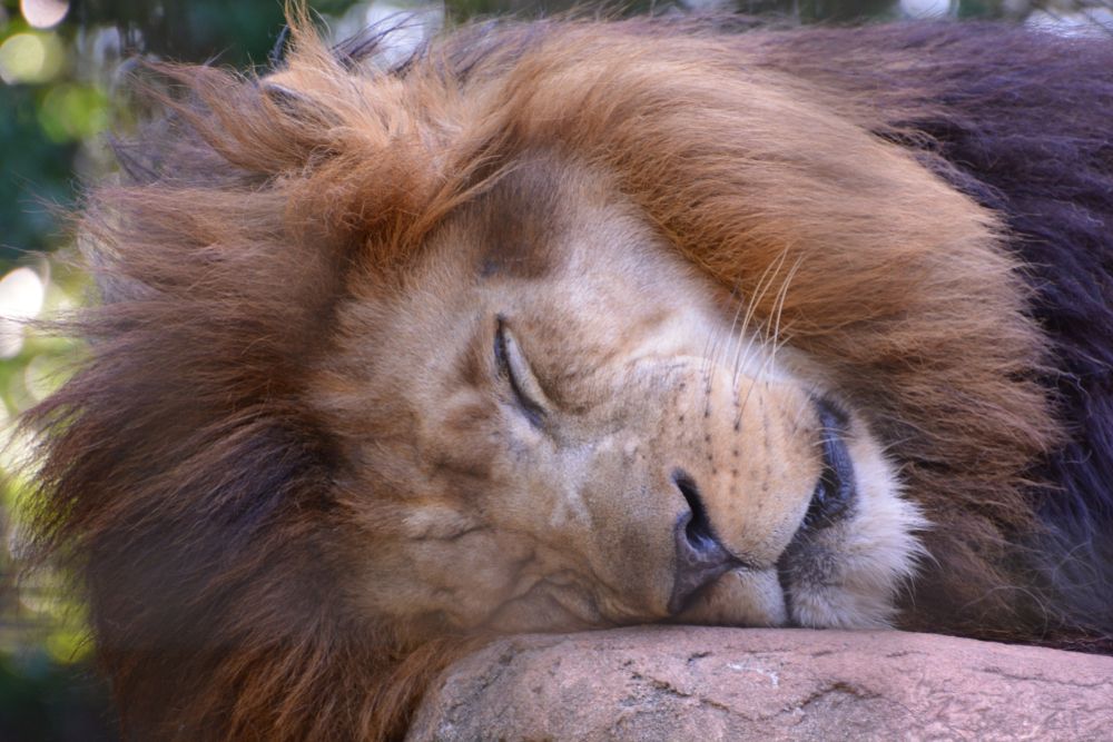 Sleeping lion at Greenville Zoo