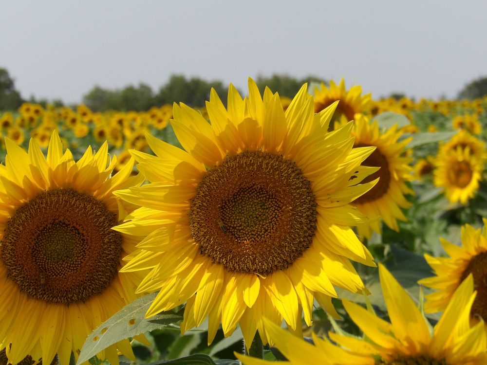 Lovely sunflowers in Grinter Farm