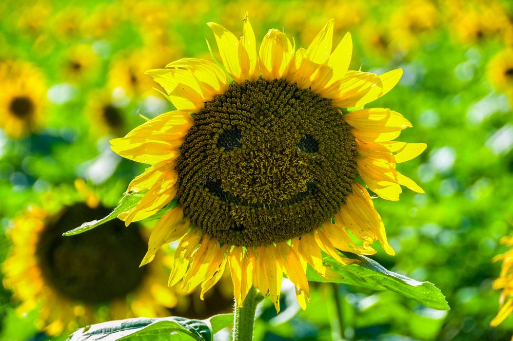 Sunflowers at Grinter’s Sunflower Farm