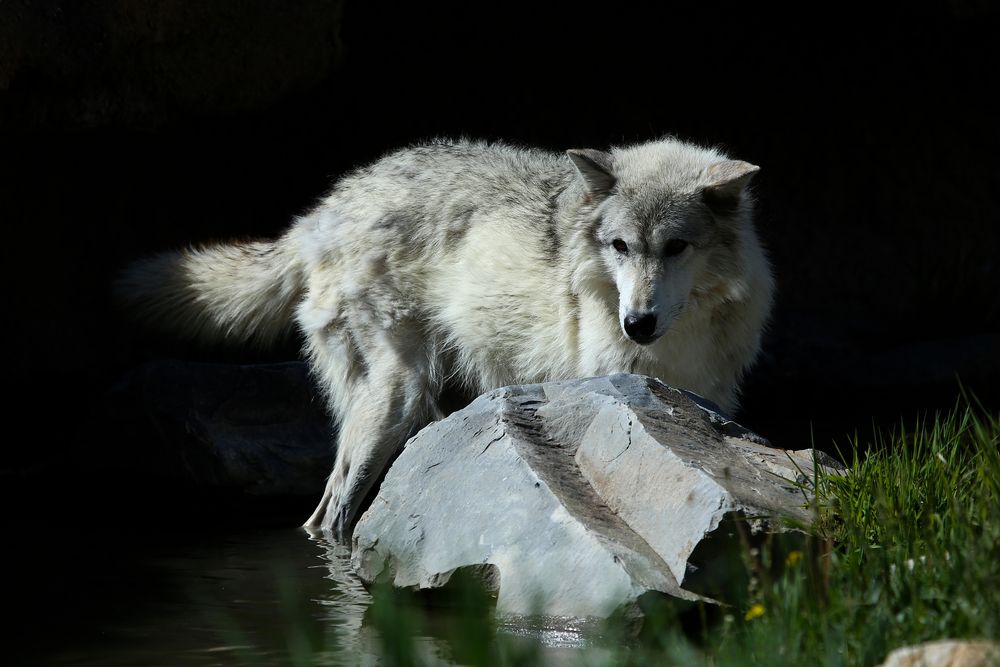 Wolf at Grizzly & Wolf Discovery Center