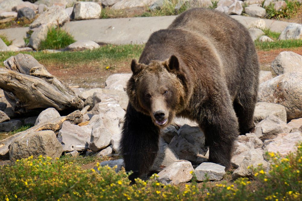 Gizzly bear in Grizzly and Wolf Discovery Center