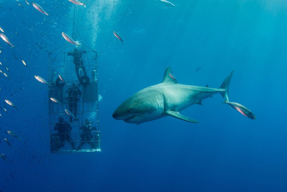 A shark at Guadalupe Island