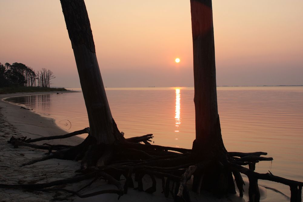 Tree roots silhouette with the sun setting on the back.