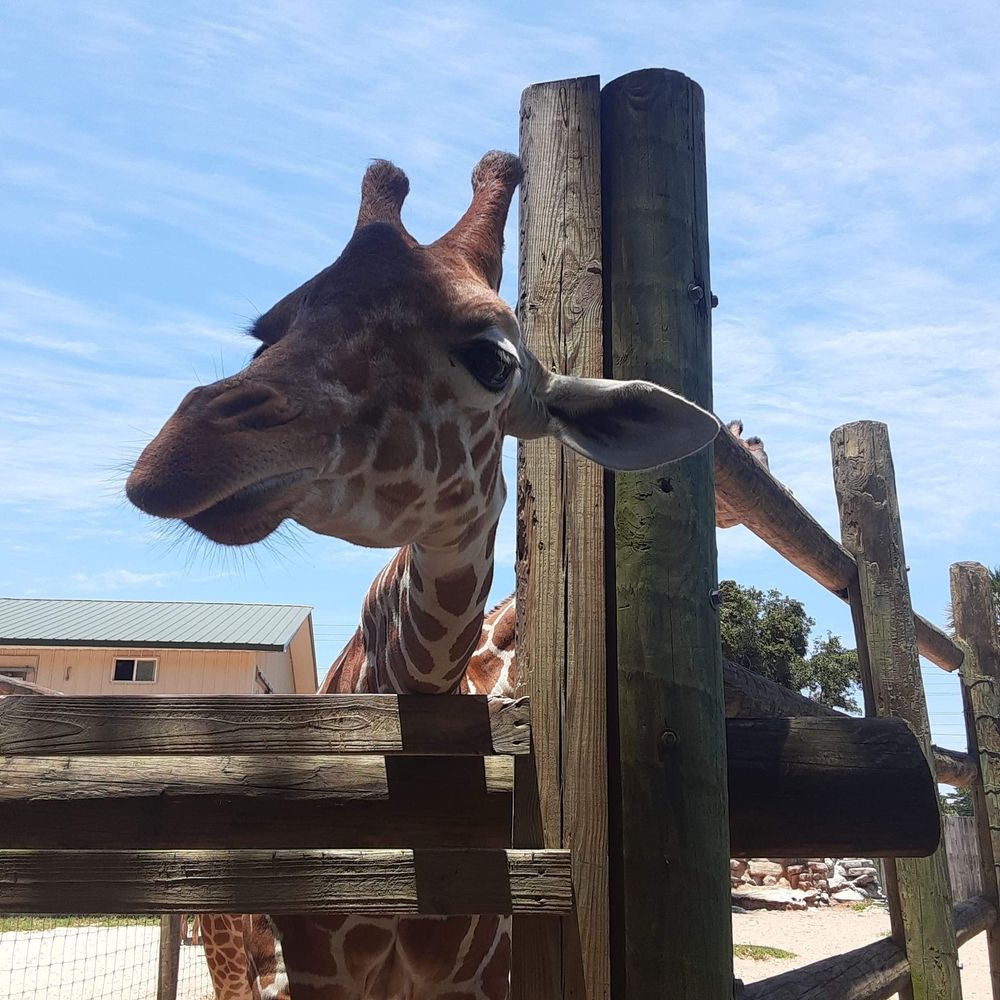 Picture of a giraffe behind a wooden fence.