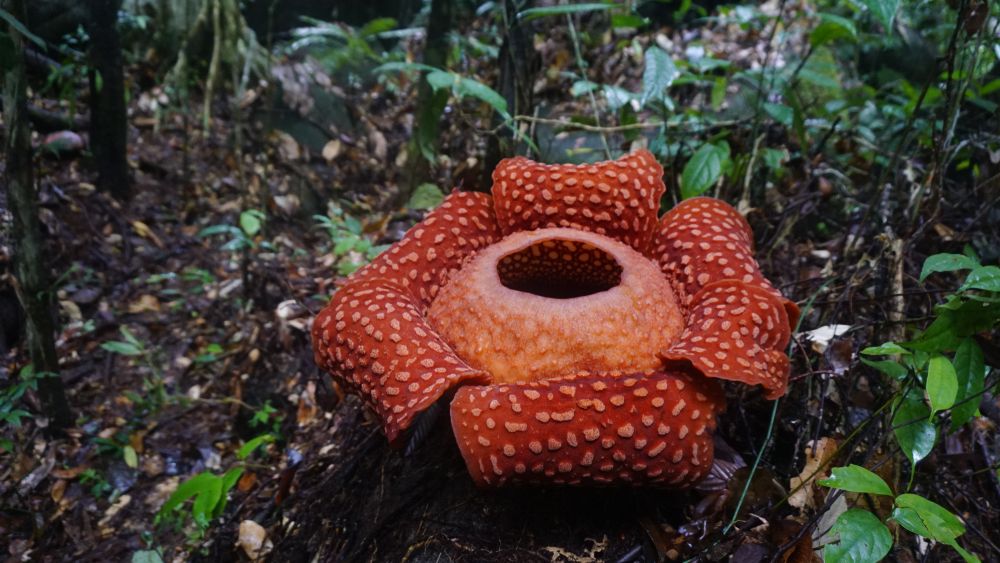 Largest flower in Gunung Gading National Park