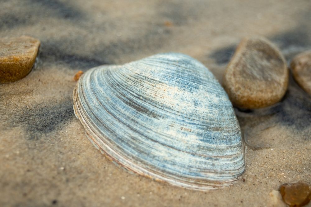A pretty seashell at Grandview Nature Preserve