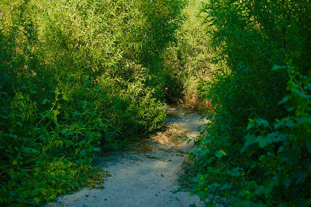 Nature trail at Hahamongna Watershed Park
