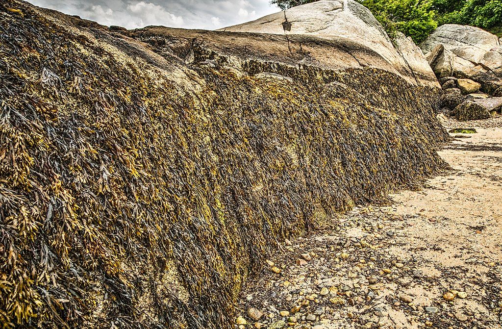 Sea weed covered rocks at Half Moon Beach