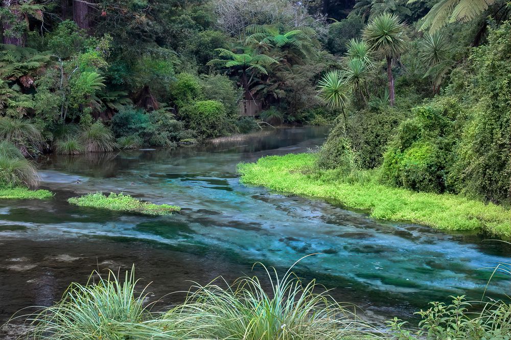 Hamurana Springs Nature Reserve