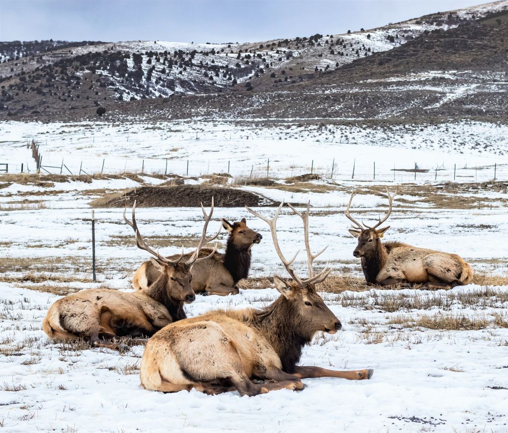 Elks at Hardware Ranch in Logan