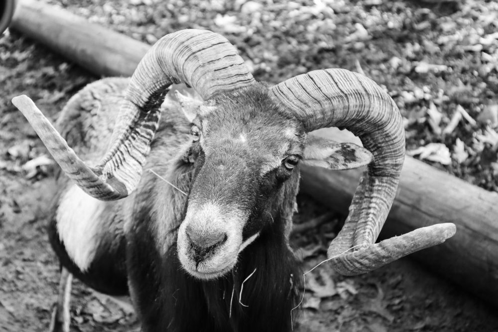Ram at Harmony Park Safari