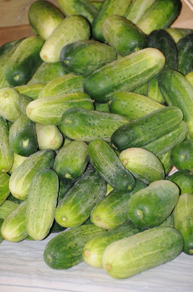 Cucumbers at Harrisonburg Farmers Market