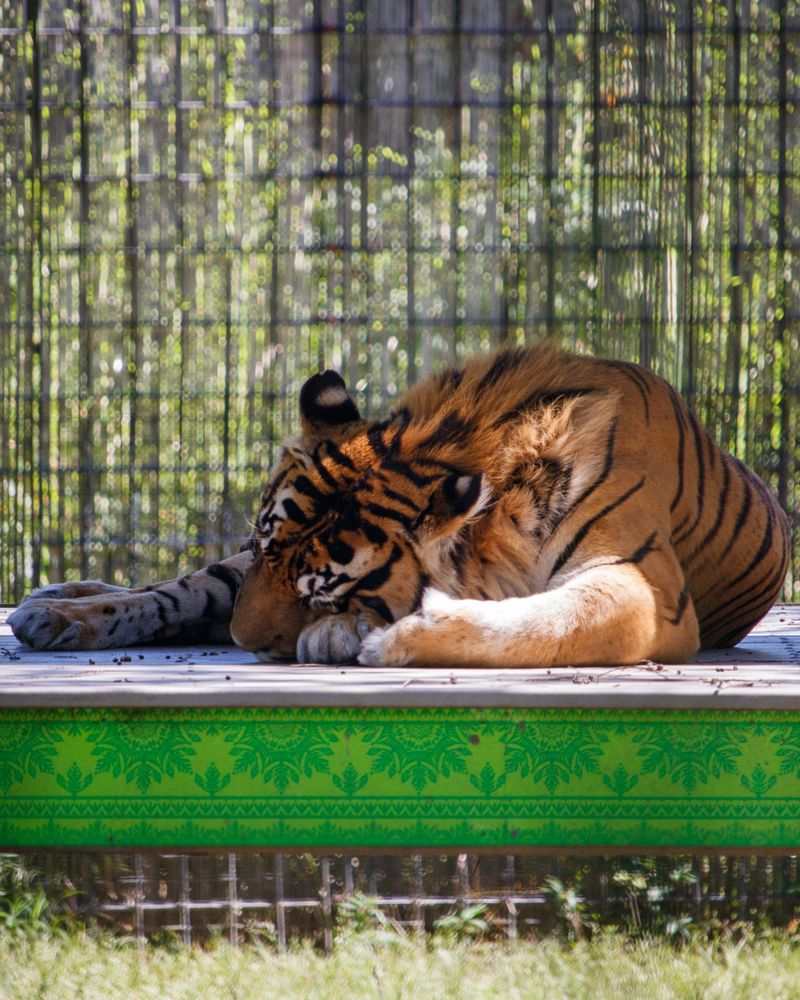 Tiger in Hattiesburg zoo
