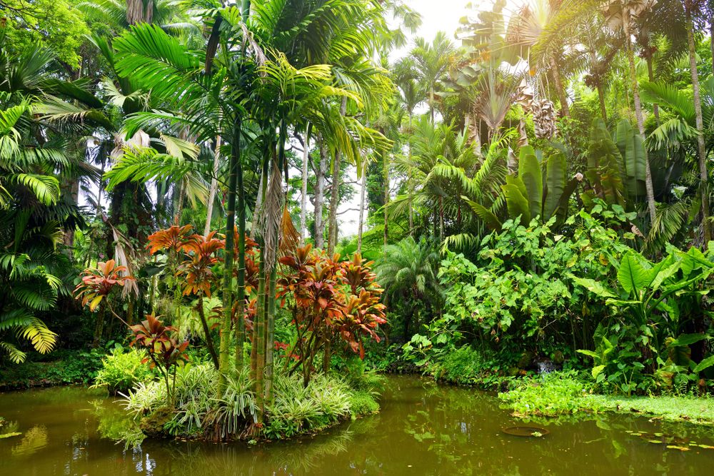 Vegetation in the Hawaii Tropical Botanical Garden