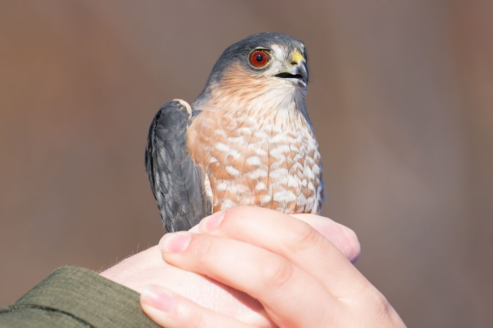 Falconer holding a hawk at Hawk Ridge Bird Observatory