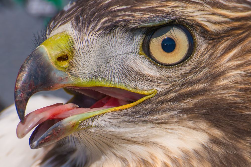 Close up of a hawk at Hawk Ridge Bird Observatory