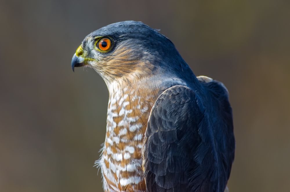 Hawk at Hawk Ridge Bird Observatory