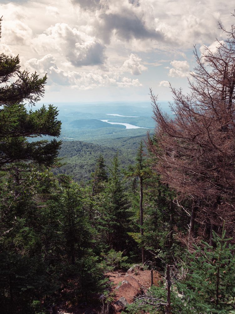 Tall trees at Haystack Mountain