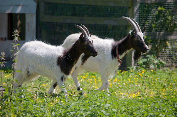 Goats in Heeley City Farm