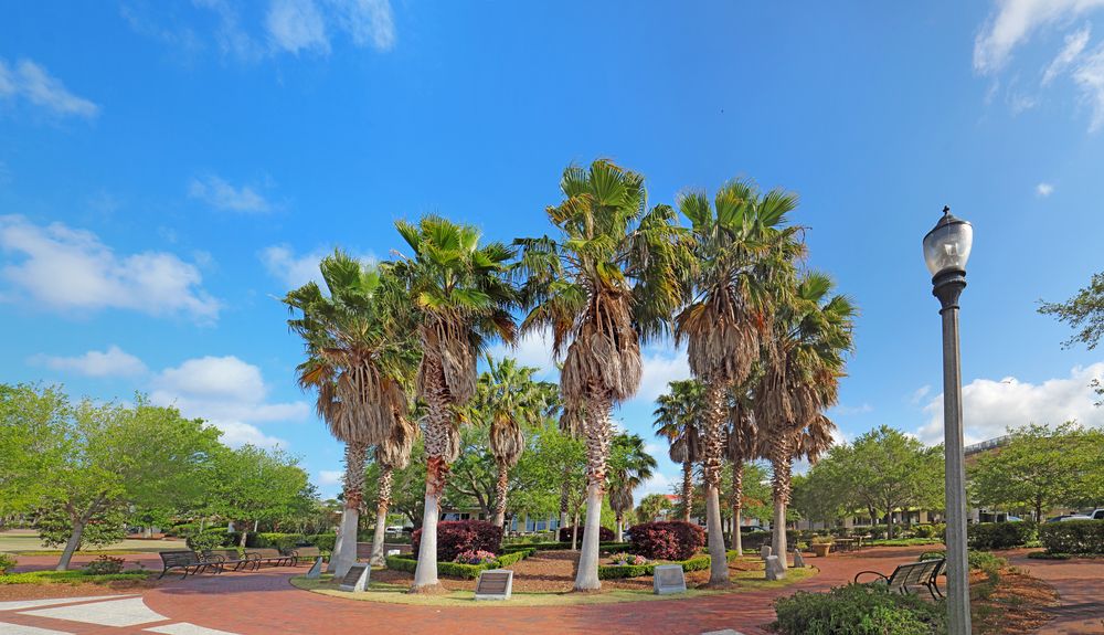 Palm trees at Henry C. Chambers Waterfront Park