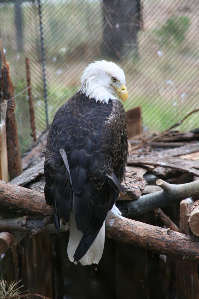 Bald eagle at High Desert Museum