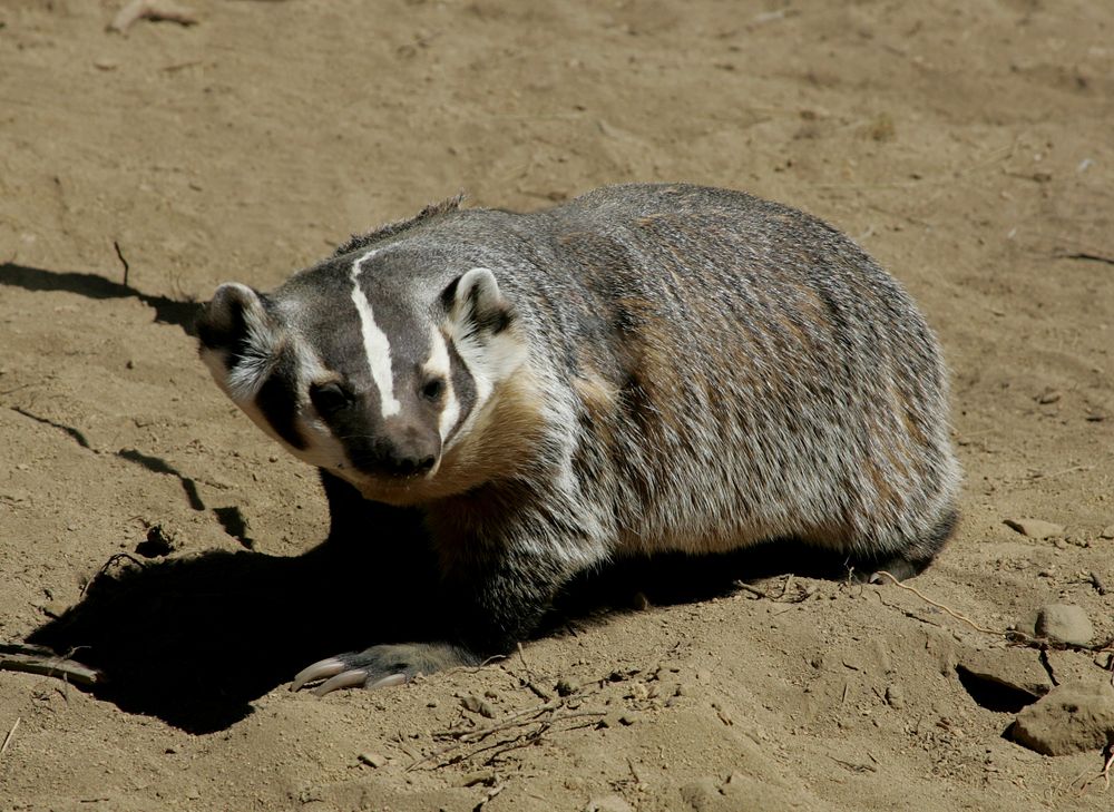Badger in High Desert Museum