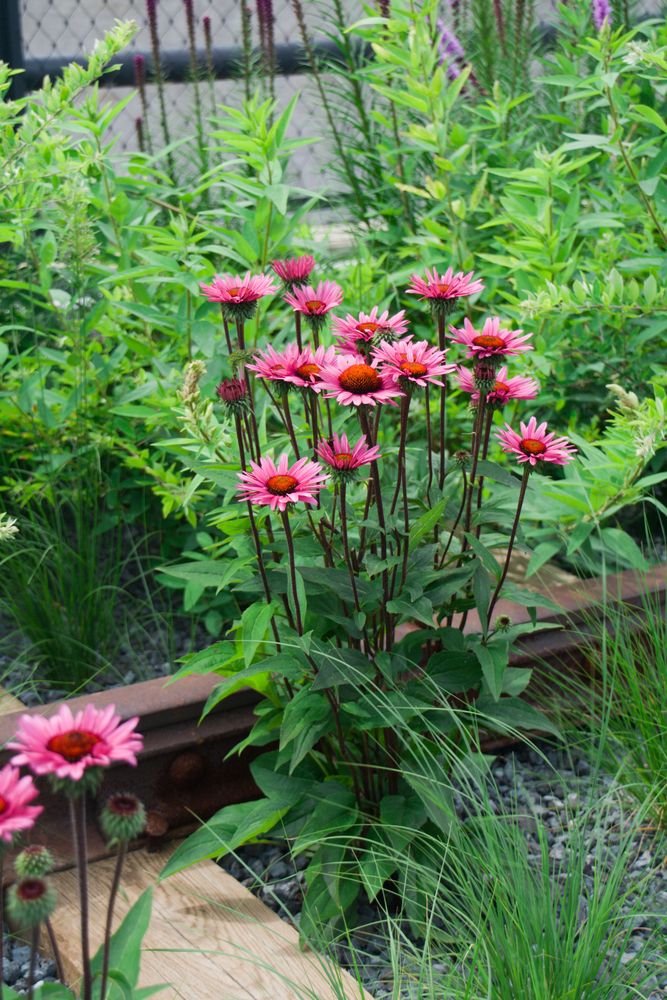 Beautiful flowers at High Line