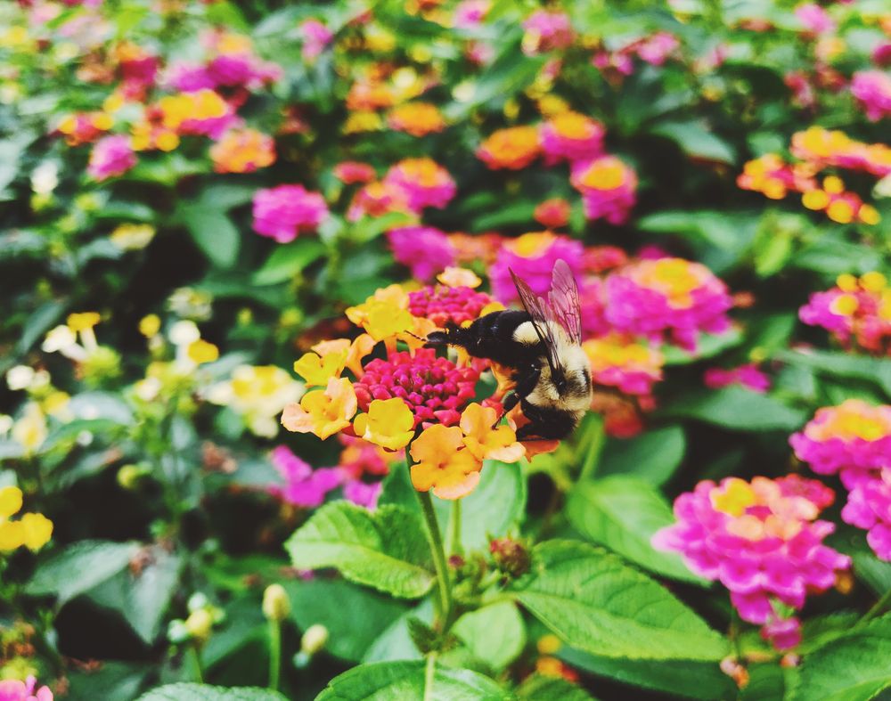 Bee collecting nector from vibrant flowers at Hill-Stead Museum