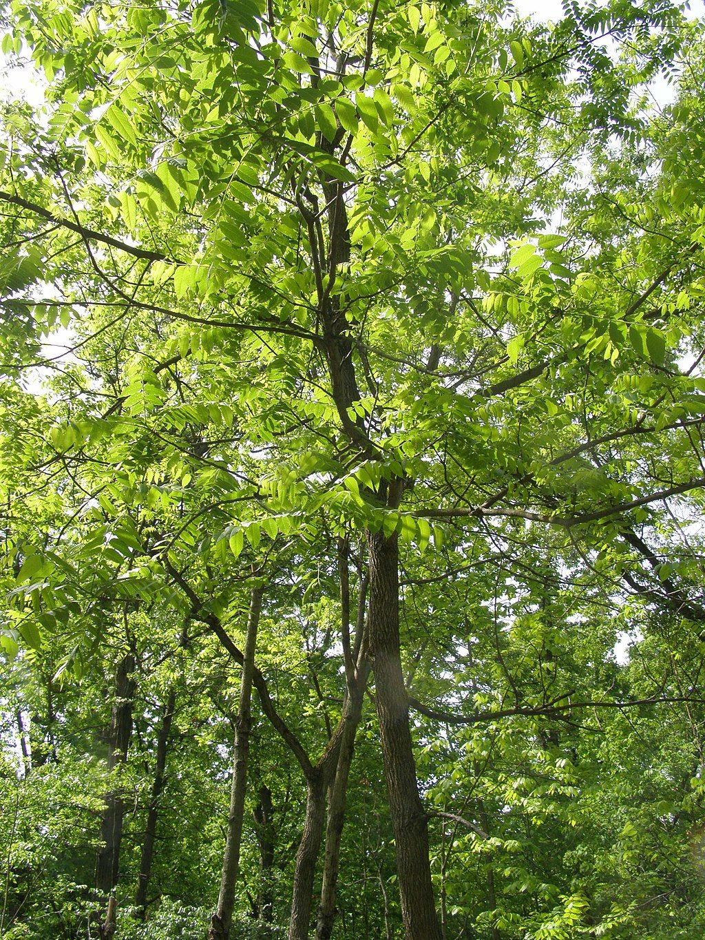 Stunning Nature Views at Hobart Prairie Grove Nature Preserve