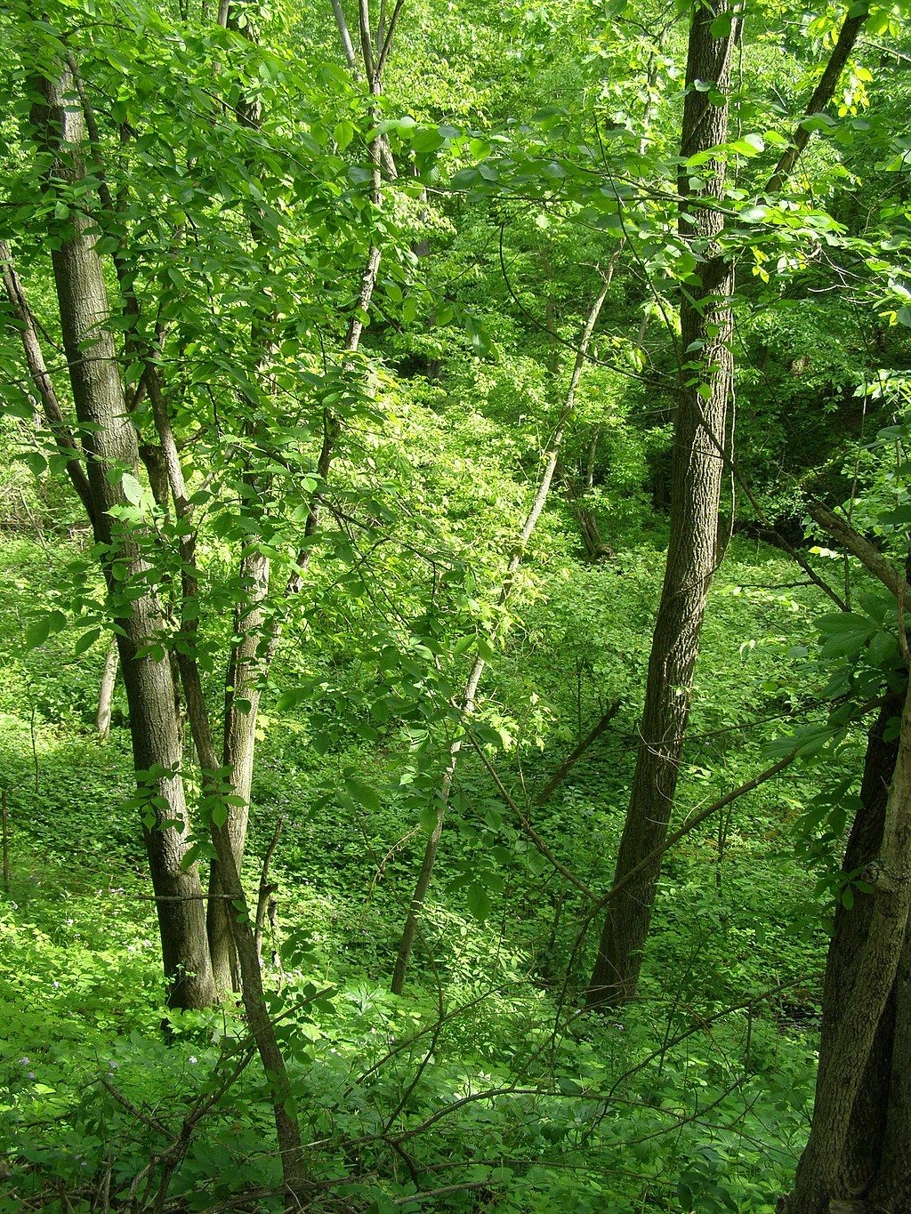 Stunning Nature Views at Hobart Prairie Grove Nature Preserve