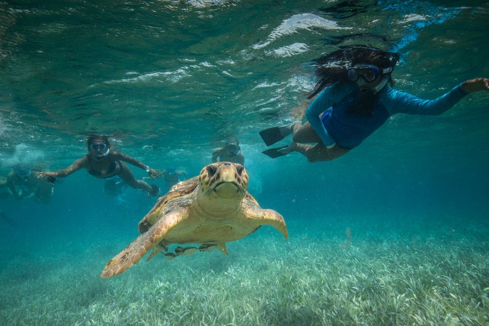 Snorkeling with turtles in Hol Chan, Belize