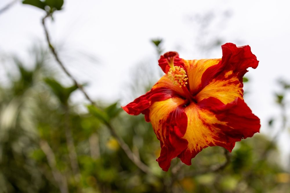 Beautiful hibiscus at Hollis Garden