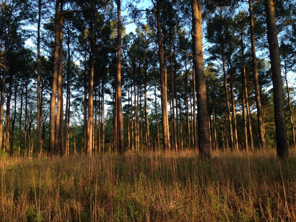 Trees at Holly Springs National Forest