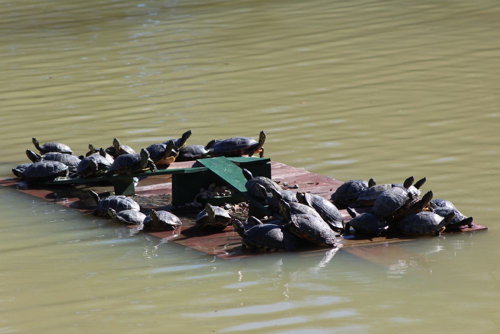 Turtles at Hopelands Gardens