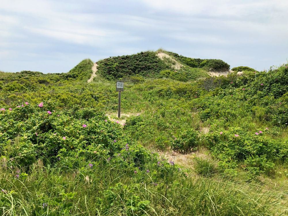 Dunes at the Horseneck Beach State Reservation